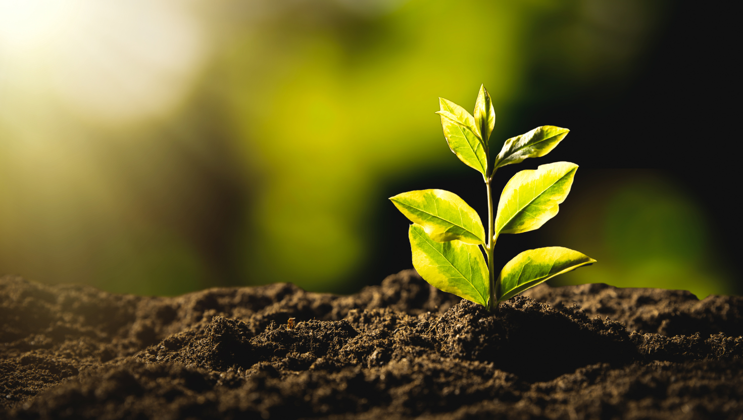 Corporate Social Responsibility (CSR)